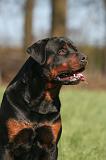 ROTTWEILER 619